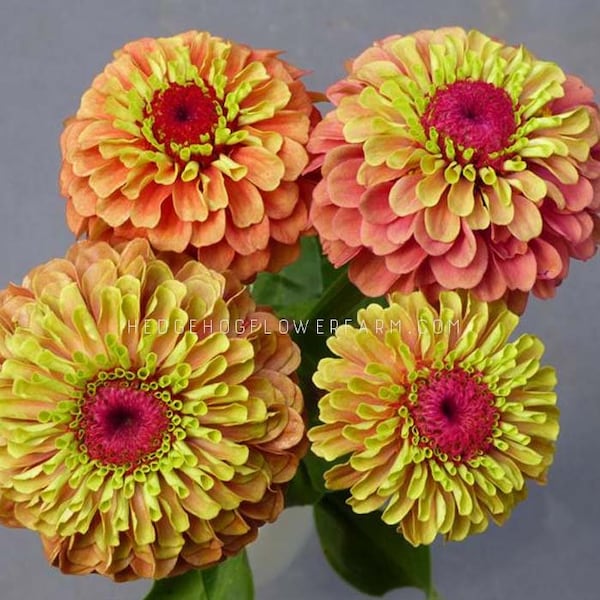 Zinnia Queeny Lime Orange Seeds - Neon Colored Zinnias