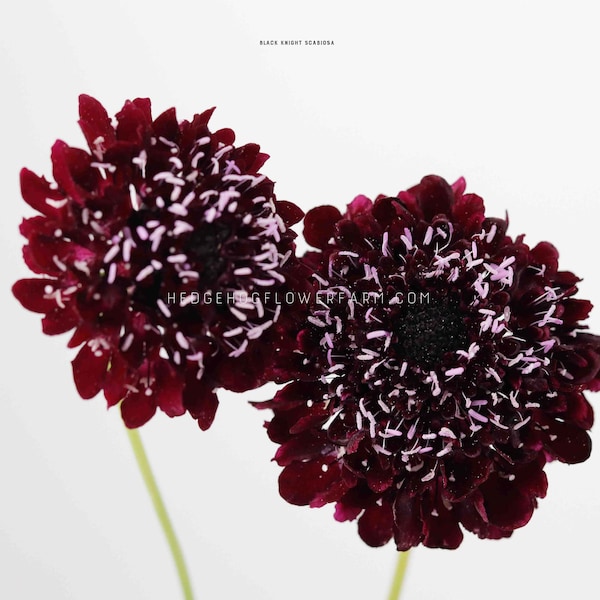 Black Knight Scabiosa Seeds - Moody dark purple, almost black pincushion flower