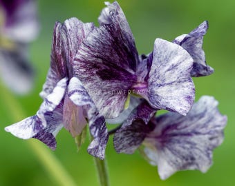 Sweet Pea - Nimbus Seeds - Moody Bicolor Blooms - Cut and Come Again Flowering Vine