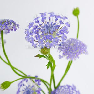 Didiscus - Lacy Lavender Blue Seeds - Ethereal Blurple Fairy Flowers