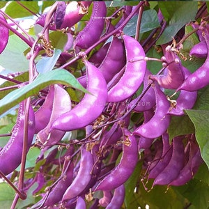 Hyacinth Bean Red Leaf Seeds - Purple/Ruby-Red Flowering Vine