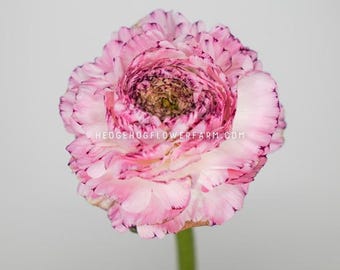 Ranunculus LaBelle White Picotee - 10 Corms - White and Purple Persian Buttercups