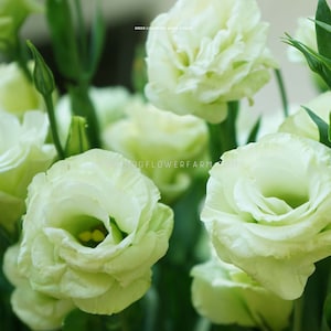 Lisianthus - Arena 3 Green Seeds - Striking Pale Green Blooms - Better than Roses