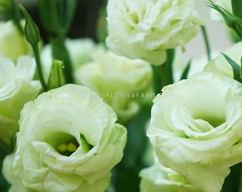 Lisianthus - Arena 3 Green Seeds - Striking Pale Green Blooms - Better than Roses