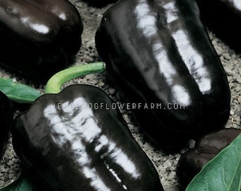 Purple Beauty Pepper Seeds- Dark purple bell peppers