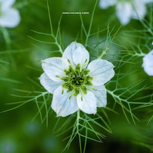 Nigella - Cramer's Plum Seeds - White Love-in-a-Mist - Interesting Seed Pods - Add Depth and Texture to Bouquets