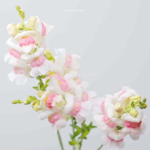 Snapdragon - Potomac Appleblossom Seeds - Soft Pink and White Petals - Tall Cut Flower