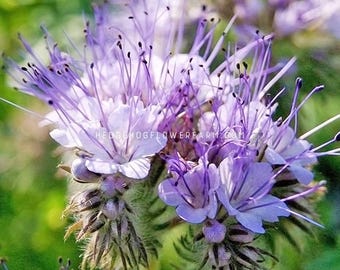 Phacelia Bee's Friend - Seeds - Unique Flower with Lacy Foliage - Great for Bouquets