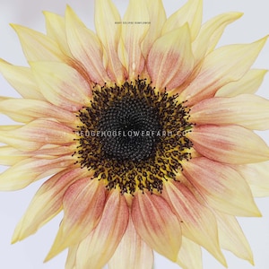 May include: A close-up of a large, yellow sunflower with pink-tinged petals. The center of the flower is dark brown with black seeds. The text "Rust Eclipse Sunflower" and "The Hedgehog Flower Farm Co." are visible in the image.