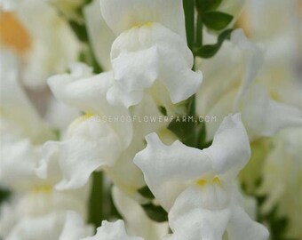 Snapdragon - Rocket White Seeds - Pretty White Petals, Tall Flower