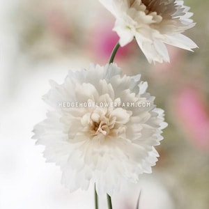 May include: A close-up of a white cosmos flower with a soft, feathery texture. The flower is in focus, while the background is blurred and out of focus.