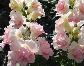 Snapdragon - Twinny Appleblossom Seeds - Fluffy Pink and White Petals