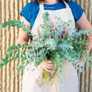 Silver Dollar Eucalyptus - Pack of Seeds