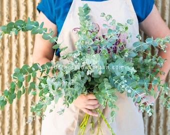 Silver Dollar Eucalyptus - Pack of Seeds
