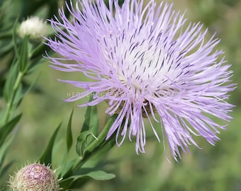 Hedgehogflowerfarm Etsy Hedgehogflowerfarm Etsy