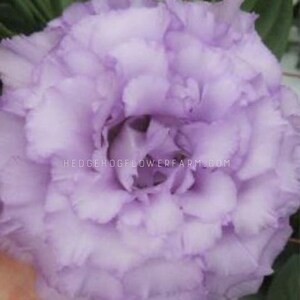May include: A single, light purple lisianthus flower with ruffled petals. The flower is in full bloom and has a delicate, soft appearance.
