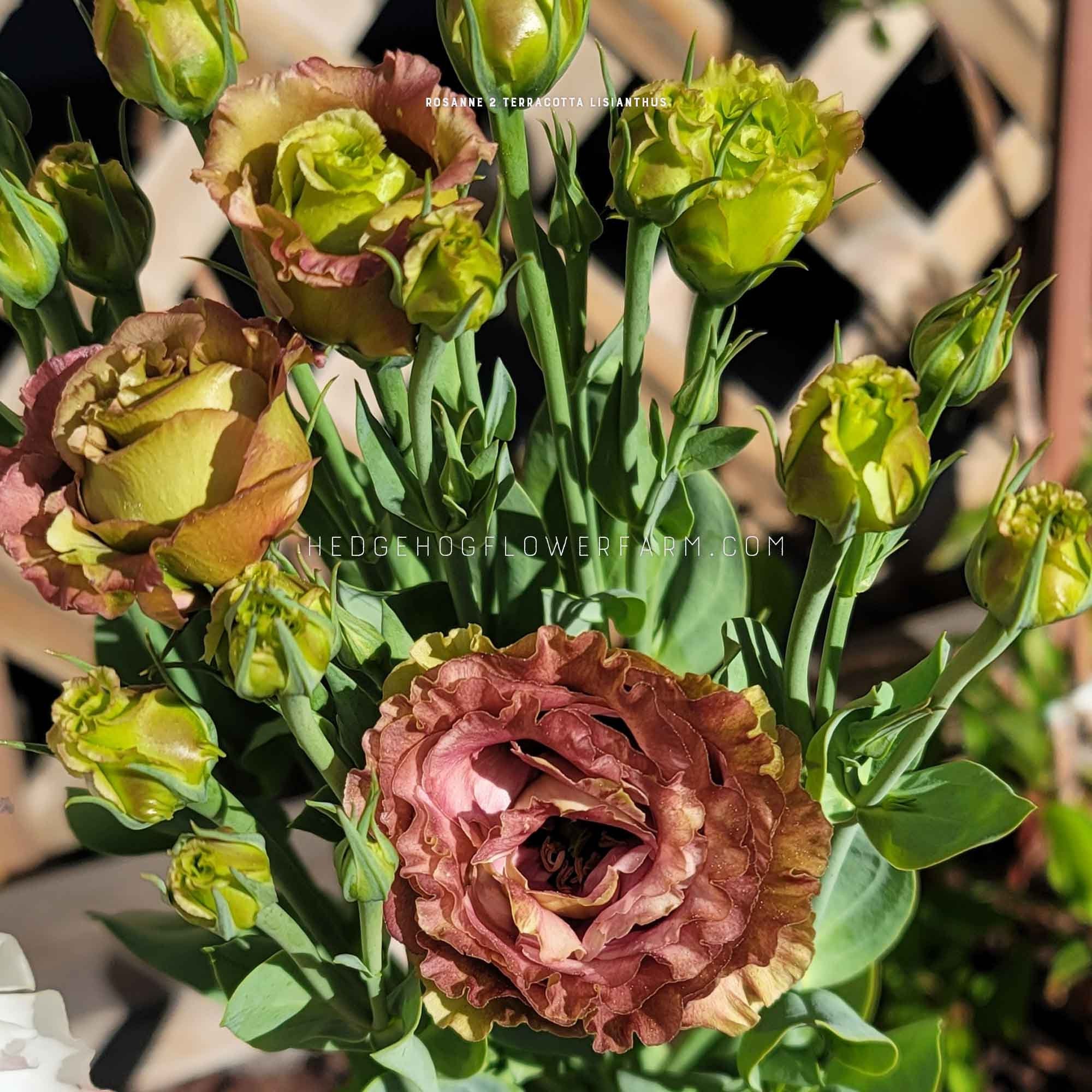 Lisianthus - Rosanne 2 Terracotta Seeds - Two Tone Vintage Blooms