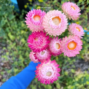 Strawflower - Silvery Rose Seeds - Pink and White Helichrysum Monstrosum - Unique Papery Flowers