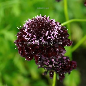 Scabiosa - Qis Black Purple Seeds - Pincushion Flower - Textural Filler - Great for Bouquets