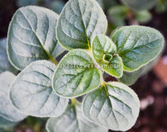 Greek Oregano - Seeds - Suprising Filler Foliage for Bouquets