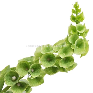 May include: A close-up of a green plant with bell-shaped flowers. The plant is called a "Hedgehog Flower Farm" and is a popular choice for floral arrangements.
