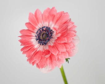 Anemone Fullstar Strawberry - 10 Corms - Unique Double Anemone in Pink