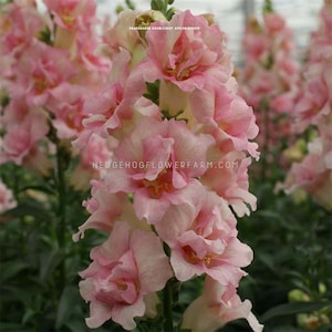 Doubleshot Appleblossom Snapdragon Seeds - Pretty Pink and Soft Pink Petals