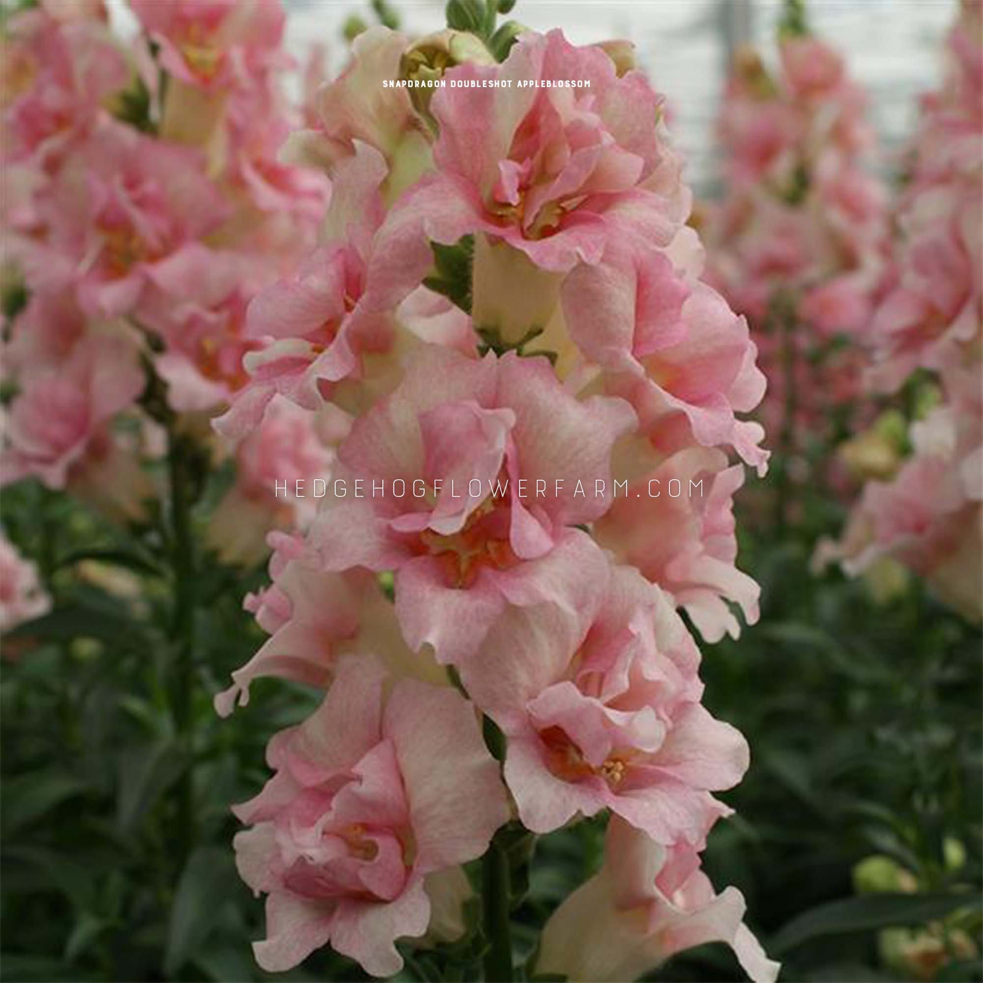 Snapdragon - Doubleshot Appleblossom Seeds - Soft Pretty Pink Petals