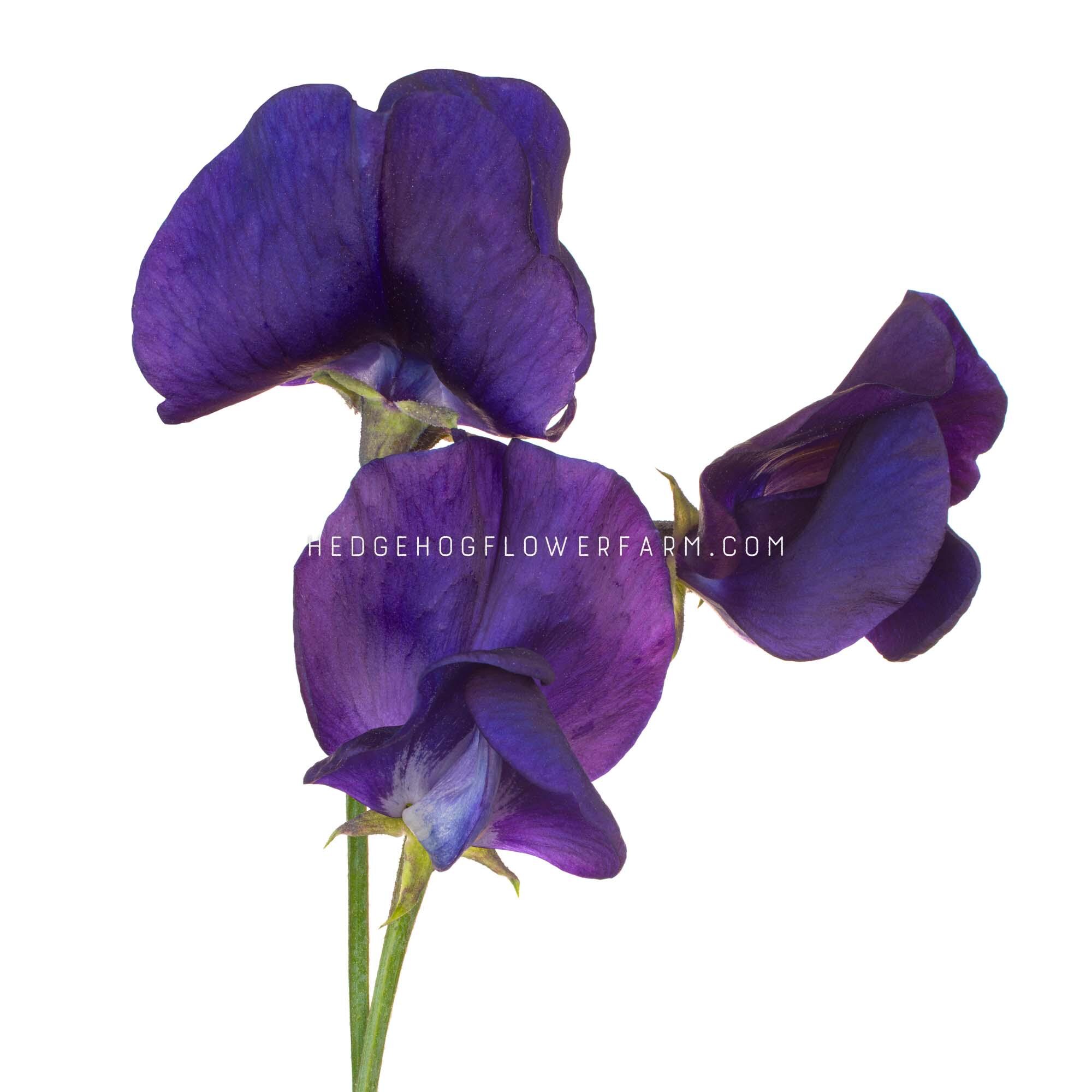 Sweet Pea - Winter Sunshine Navy Seeds - Deep Blue Soft Petals - Cut and Come Again Flowering Vine