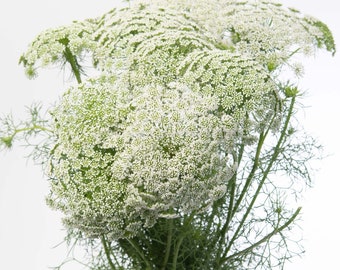 Ammi Visnaga - Casablanca Seeds - White Ammi - Lacy Filler Flowers