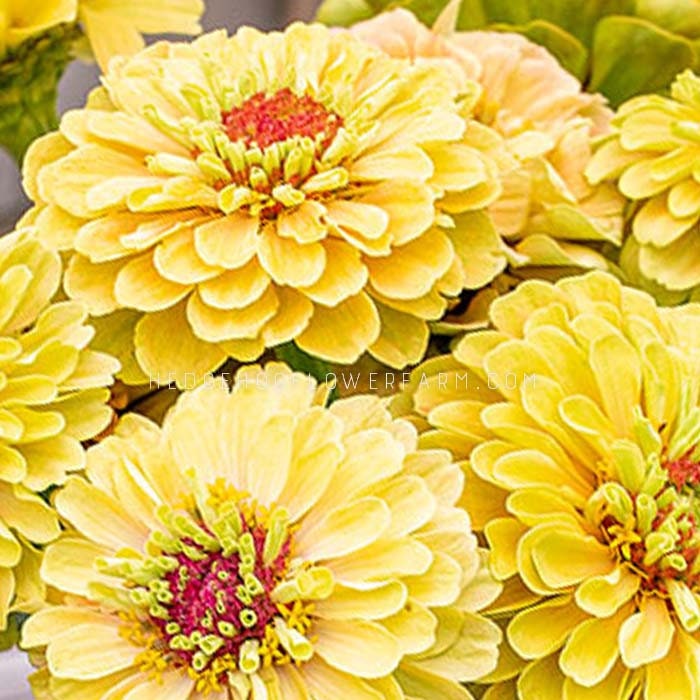 Zinnia Queeny Lemon Peach Seeds Zesty Lemonade Zinnias Etsy