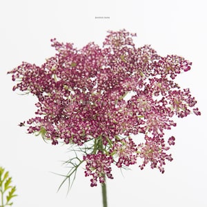 Daucus - Dara Seeds - Queen Anne&#39;s Lace - Easy to Grow Filler Flowers
