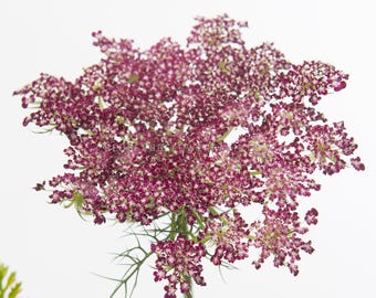 May include: Close-up of a Daucus Dara flower with a cluster of tiny, deep burgundy and white blossoms. The flower has a green stem and delicate, fern-like leaves. The text "DAUCUS DARA" is at the top.