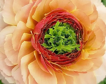 Ranunculus Super Green Salmon - 10 Corms - Unique Ruffled Persian Buttercups