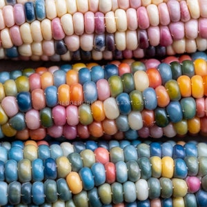 May include: Close-up of colorful corn kernels. The kernels are arranged in rows and are a variety of colors, including blue, green, yellow, orange, pink, and white. The corn is a type of heirloom corn known as Glass Gem corn.