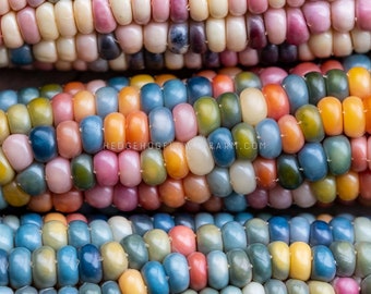 Ornamental Corn Glass Gem Seeds - Translucent Multi-Colored Corn