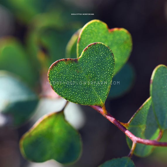 Eucalyptus - Websteriana Seeds - Webster's Mallee - Heart-shaped