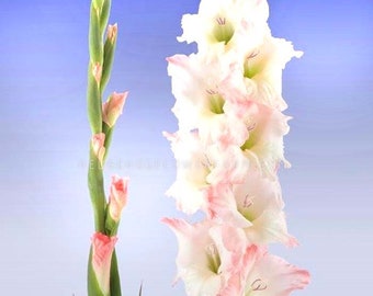 Gladiolus Careless - 10 Bulbs - Creamy pink summer spired flowers