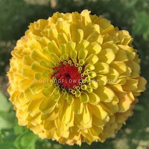 Zinnia - Queeny Lemon Peach Seeds - Zesty Lemonade Zinnias - Easy to Grow