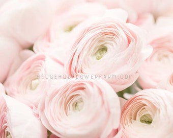 Ranunculus Half Clone Marshmallow - 10 Corms - Dreamy Soft Pink Persian Buttercups