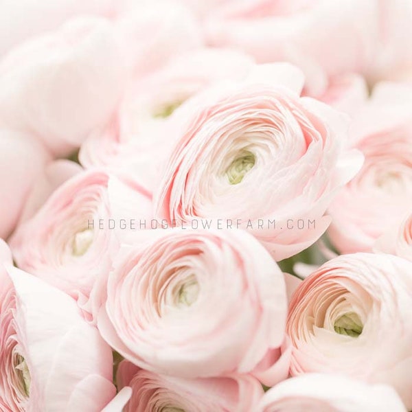 Ranunculus Half Clone Marshmallow - 10 Corms - Dreamy Soft Pink Persian Buttercups