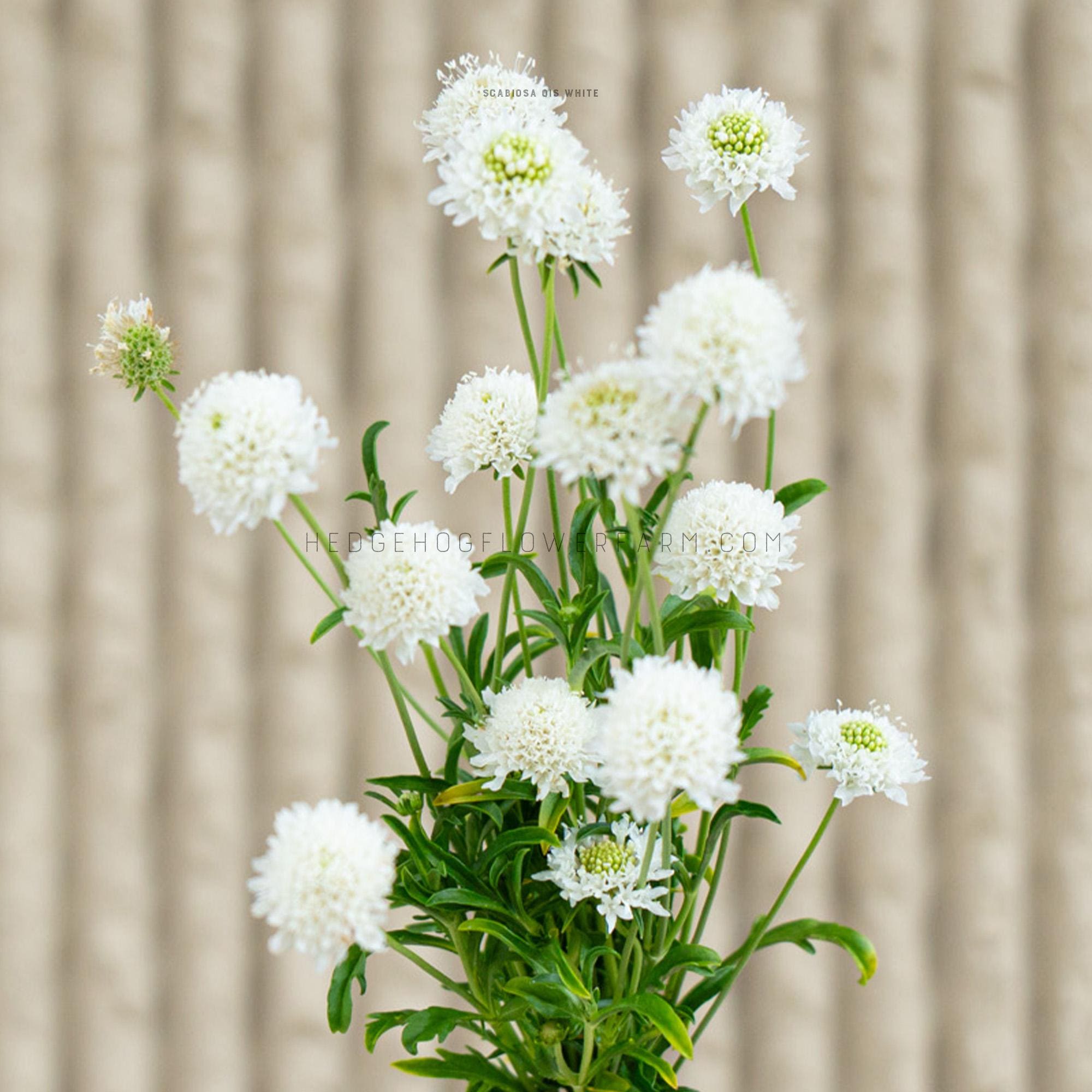 QIS White Scabiosa / Pincushion Flower - Pack of Seeds - Etsy