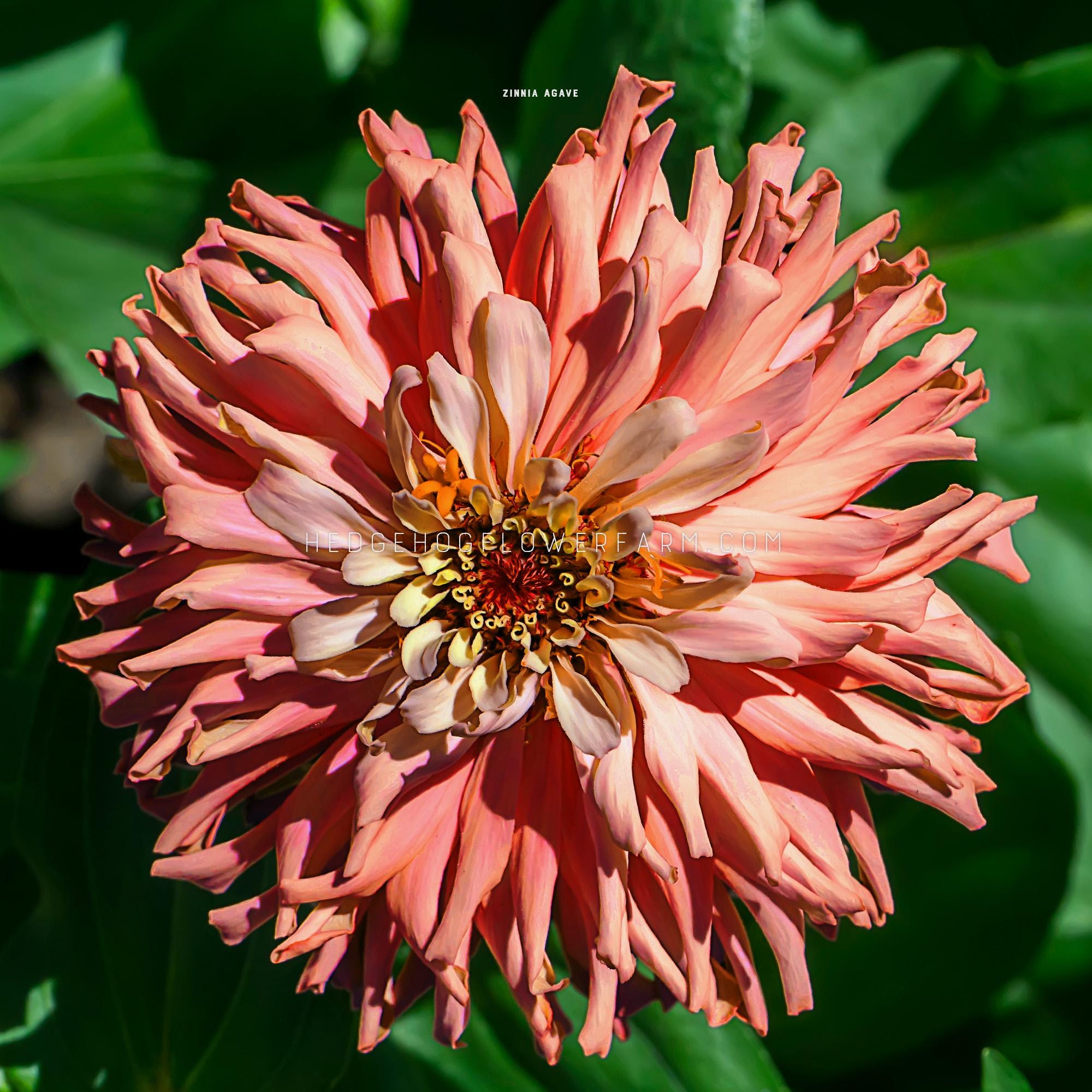 Zinnia - Agave Seeds - Sunset Colored Frilly Blooms, Great