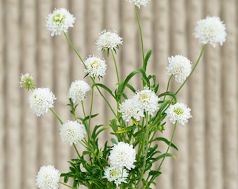 QIS White Scabiosa / Pincushion Flower - Pack of Seeds