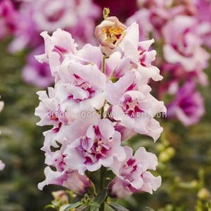 Snapdragon - Twinny Orchid Seeds - Pretty White and Purple Petals