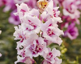 Snapdragon - Twinny Orchid Seeds - Pretty White and Purple Petals