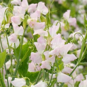 Sweet Pea - Spring Sunshine Blush Seeds - Dainty Pink Blooms - Cut and Come Again Flowering Vine
