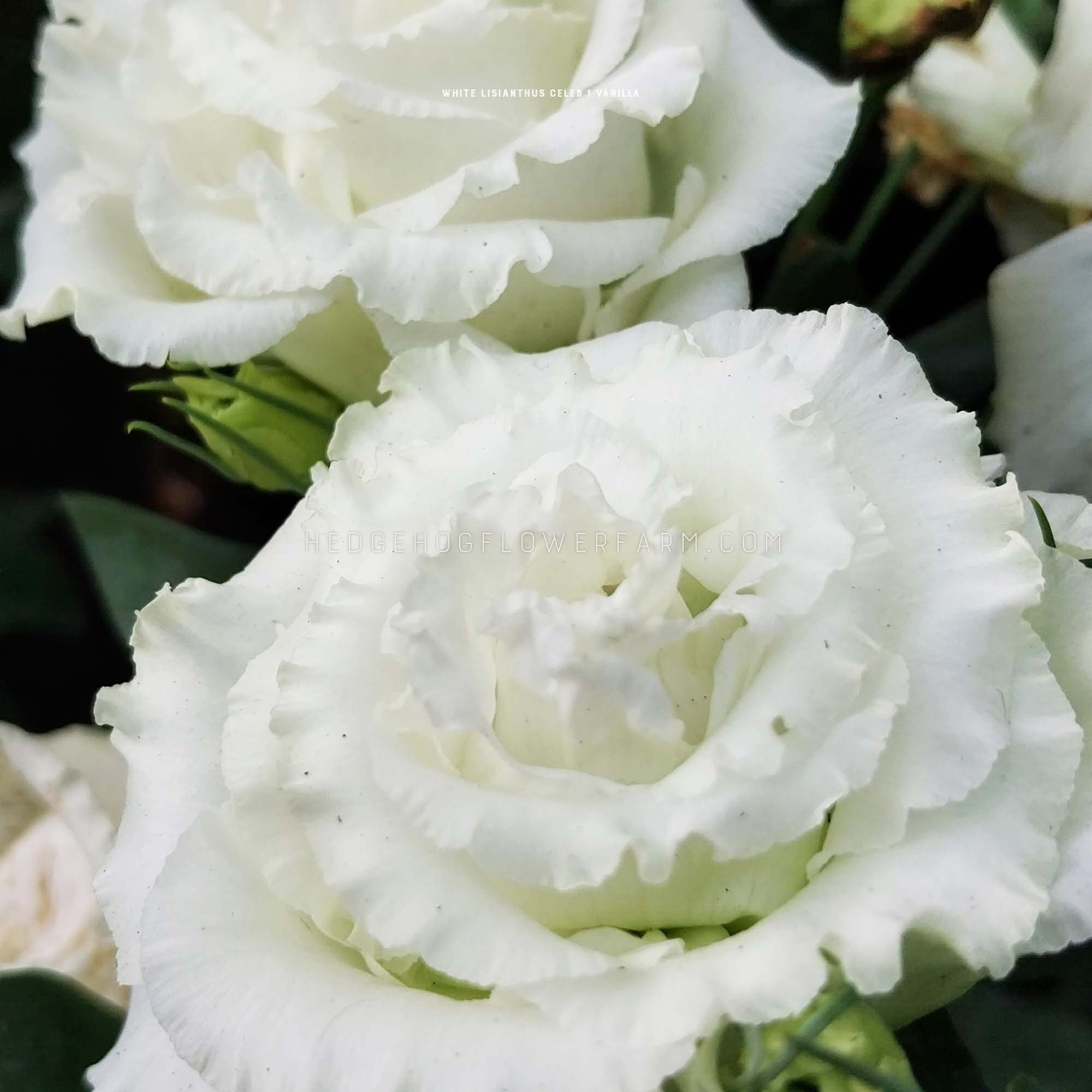White Lisianthus Seeds Better Than Roses Celeb 1 Vanilla Etsy