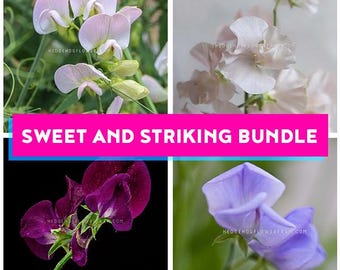 Op de afbeelding: Een bloemenbundel met vier soorten lathyrus. De afbeelding toont bloemen in wit, lichtroze, dieppaars en lichtblauw. De tekst op de afbeelding luidt "Sweet and Striking Bundle" en de namen van de bloemen.