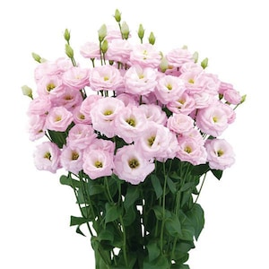 Lisianthus - Arosa 1 Pink Seeds - Pink Prairie Gentian - Better than Roses